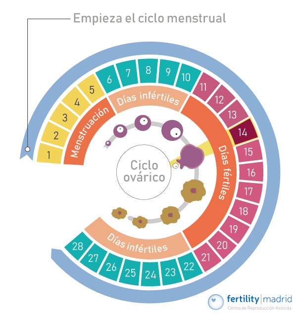infografia-calendario-fases-ciclo-menstrual-de la mujer representación gráfica
