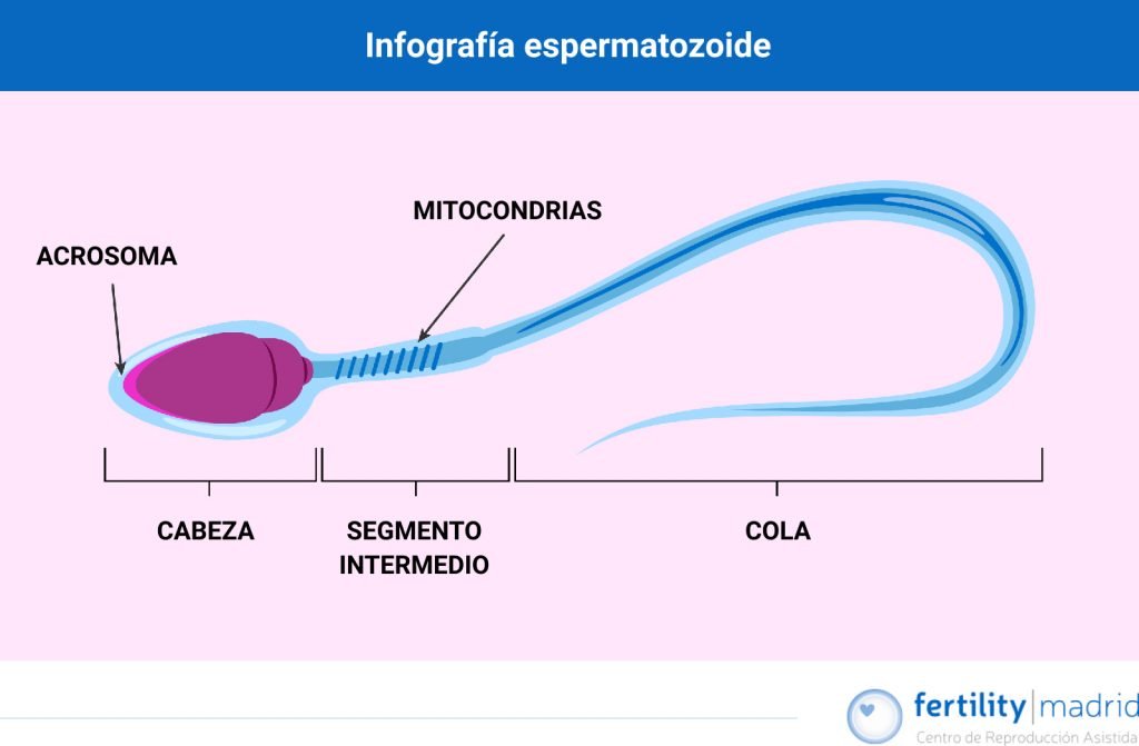 infografía partes del espermatozoide
