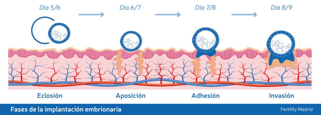 infografia-fases-implantacion-embrionaria