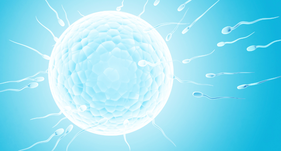Complete Guide: What Is an Anembryonic Pregnancy and Why Does It Occur?
